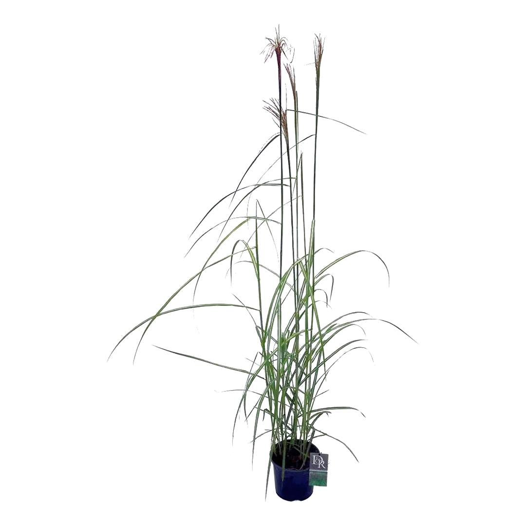 Miscanthus sin. &