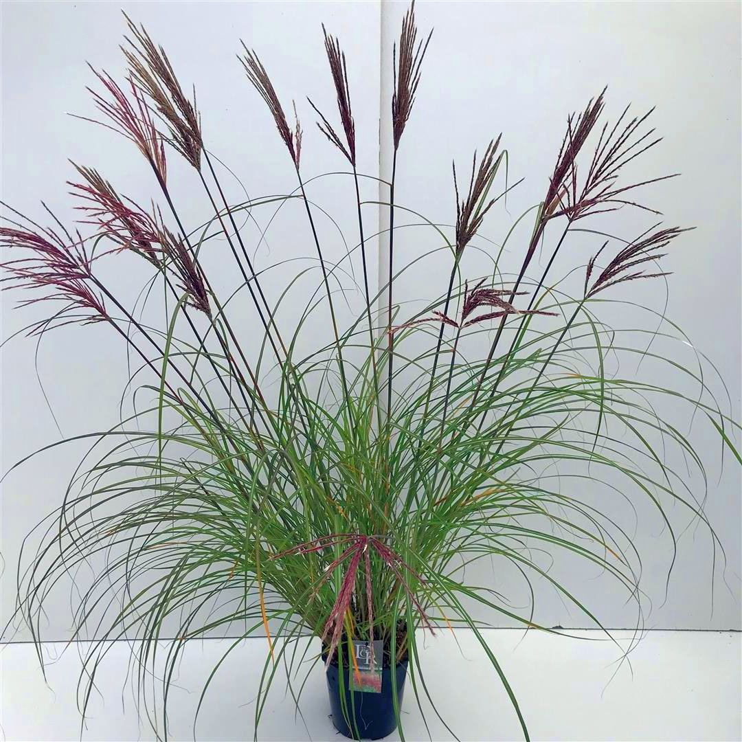 Miscanthus sin. &