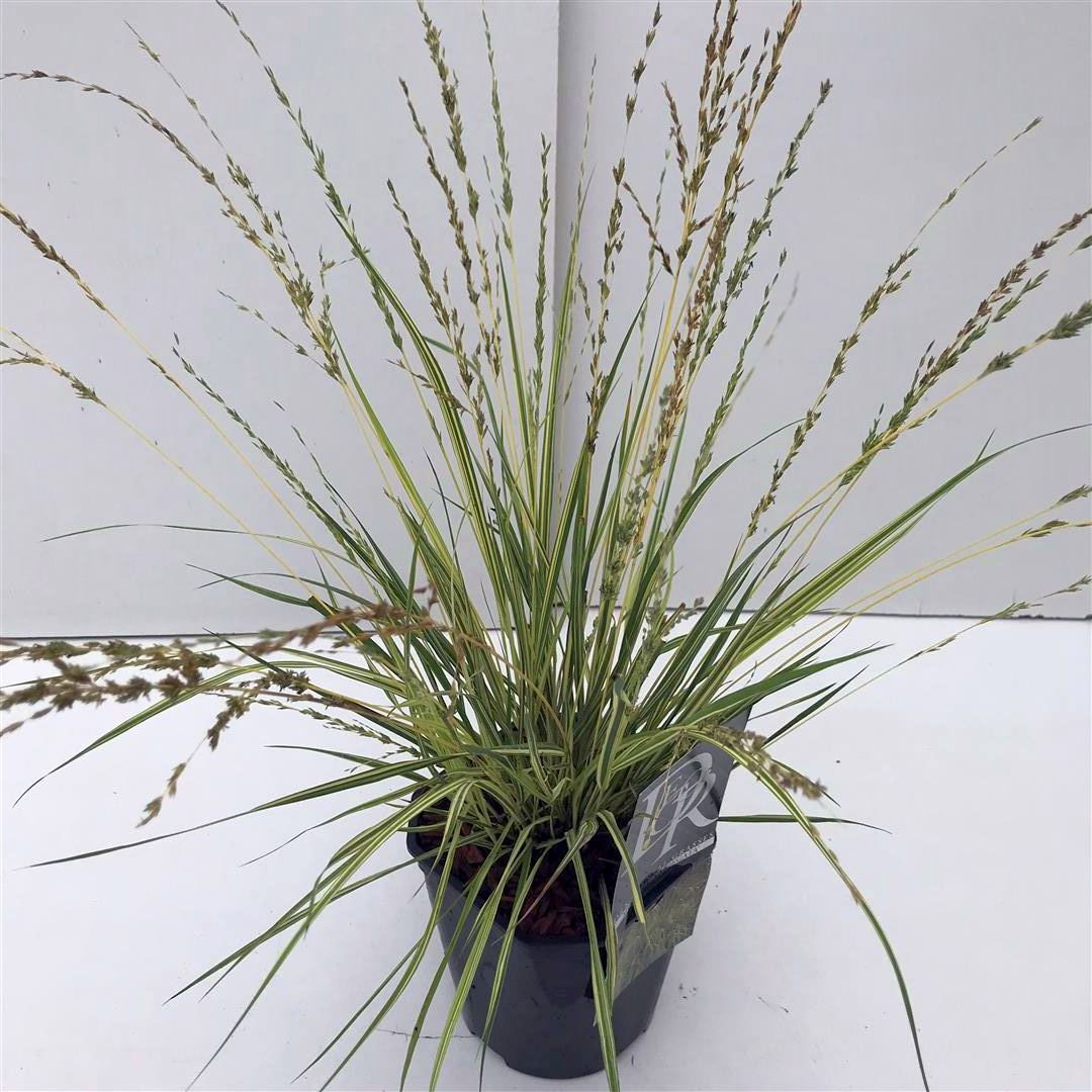 Molinia caerulea &