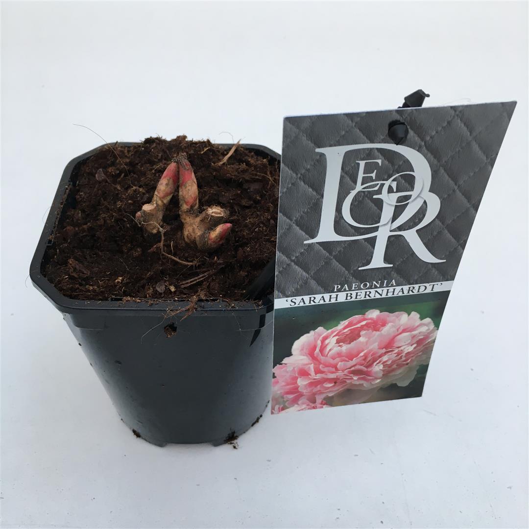 Paeonia (LD) &