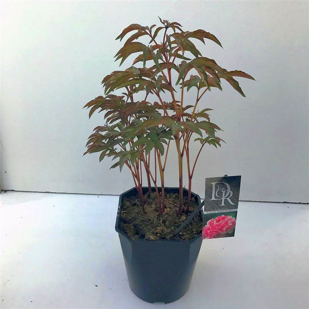 Paeonia (LD) &