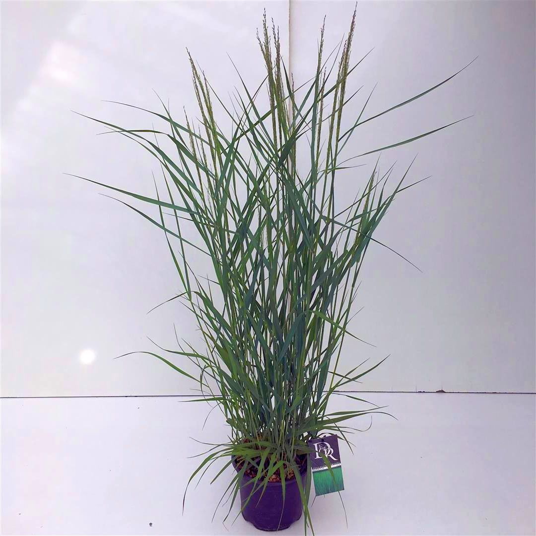 Panicum virgatum &