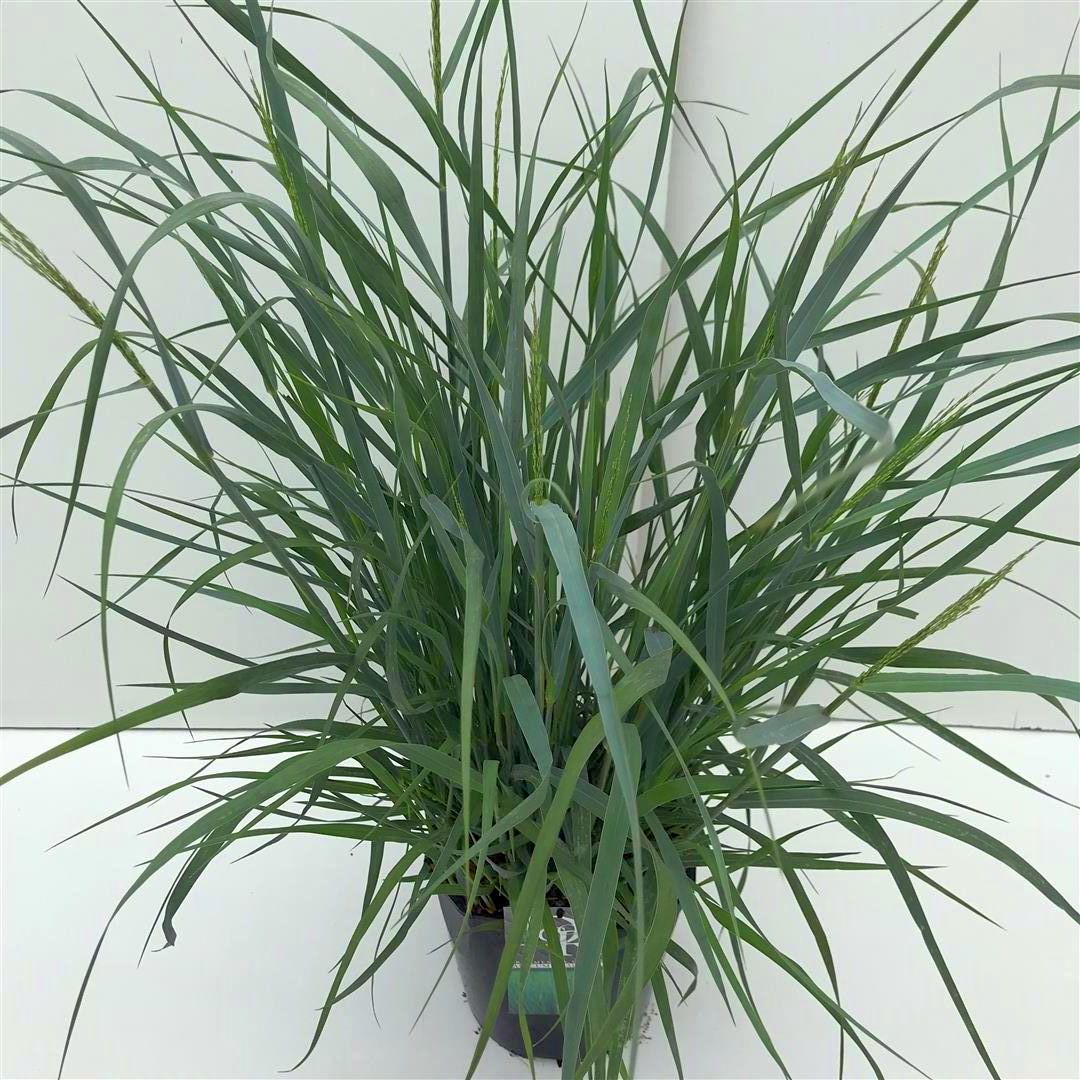 Panicum virgatum &