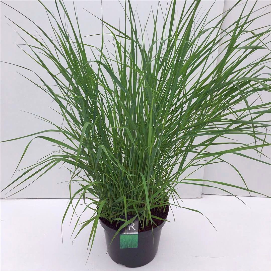 Panicum virgatum &