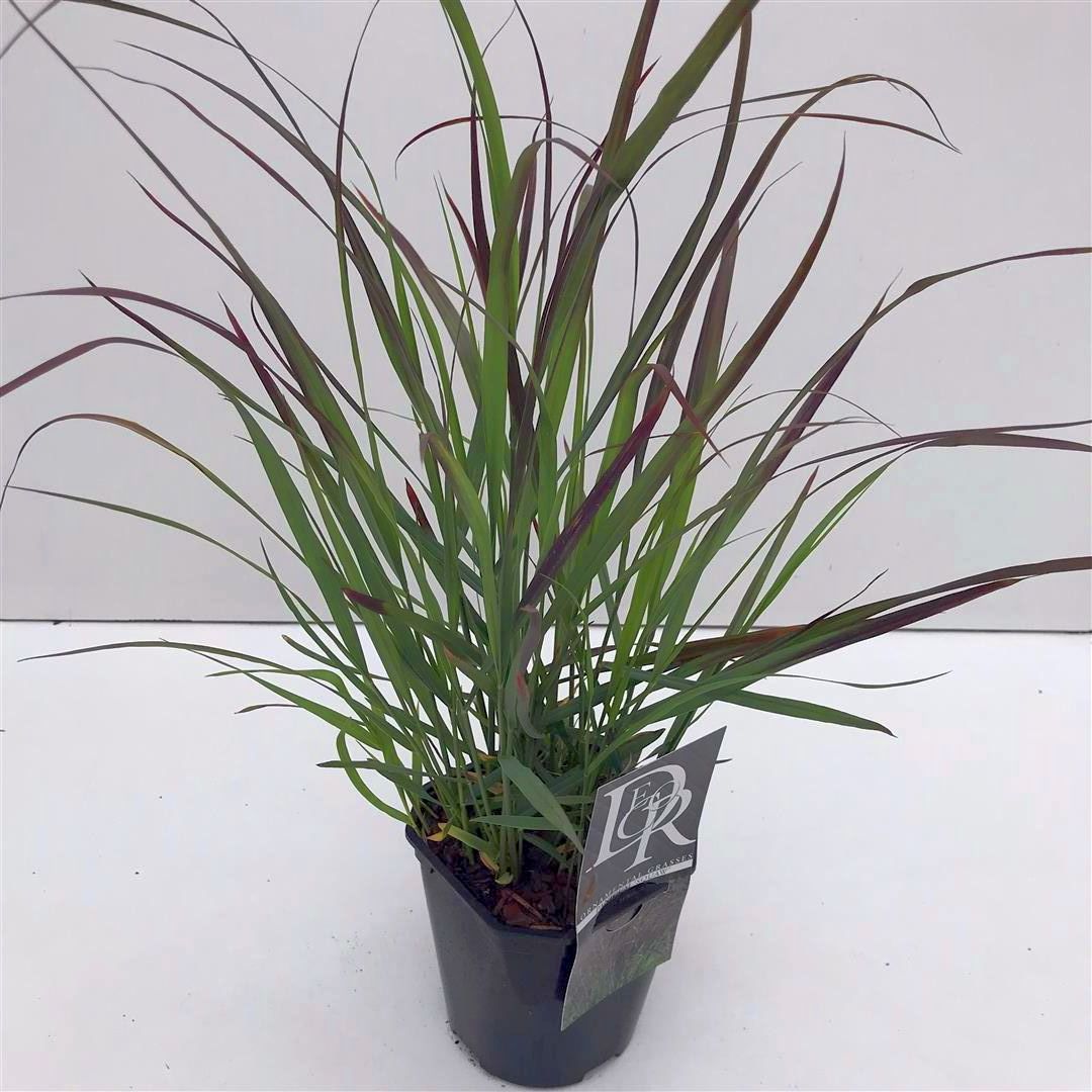 Panicum virgatum &