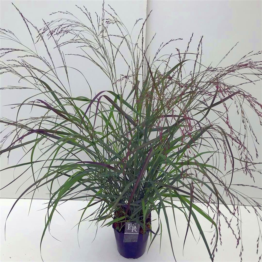 Panicum virgatum &