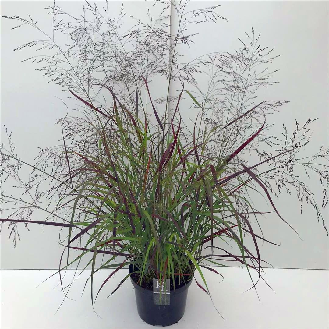 Panicum virgatum &