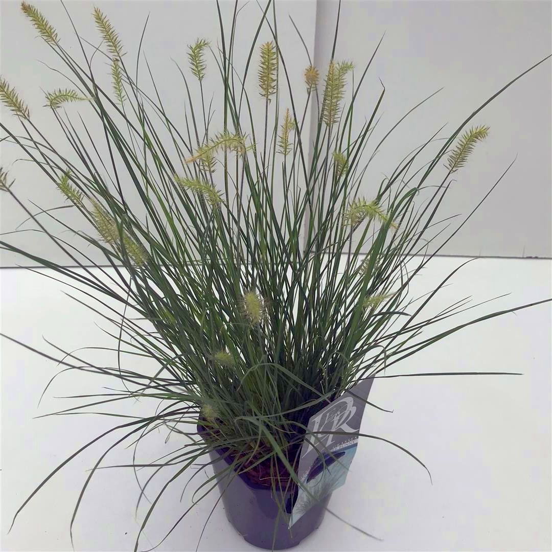 Pennisetum al. &
