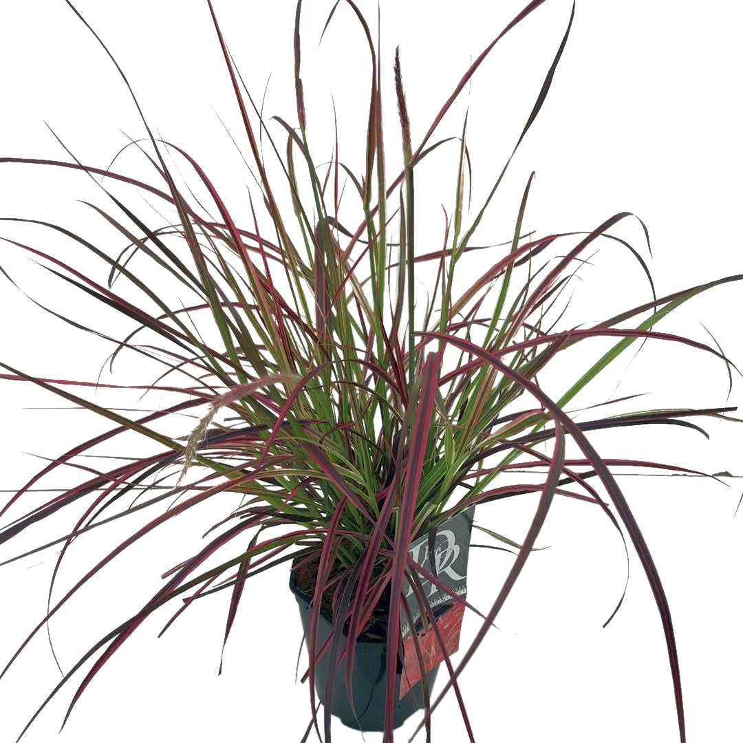 Pennisetum &