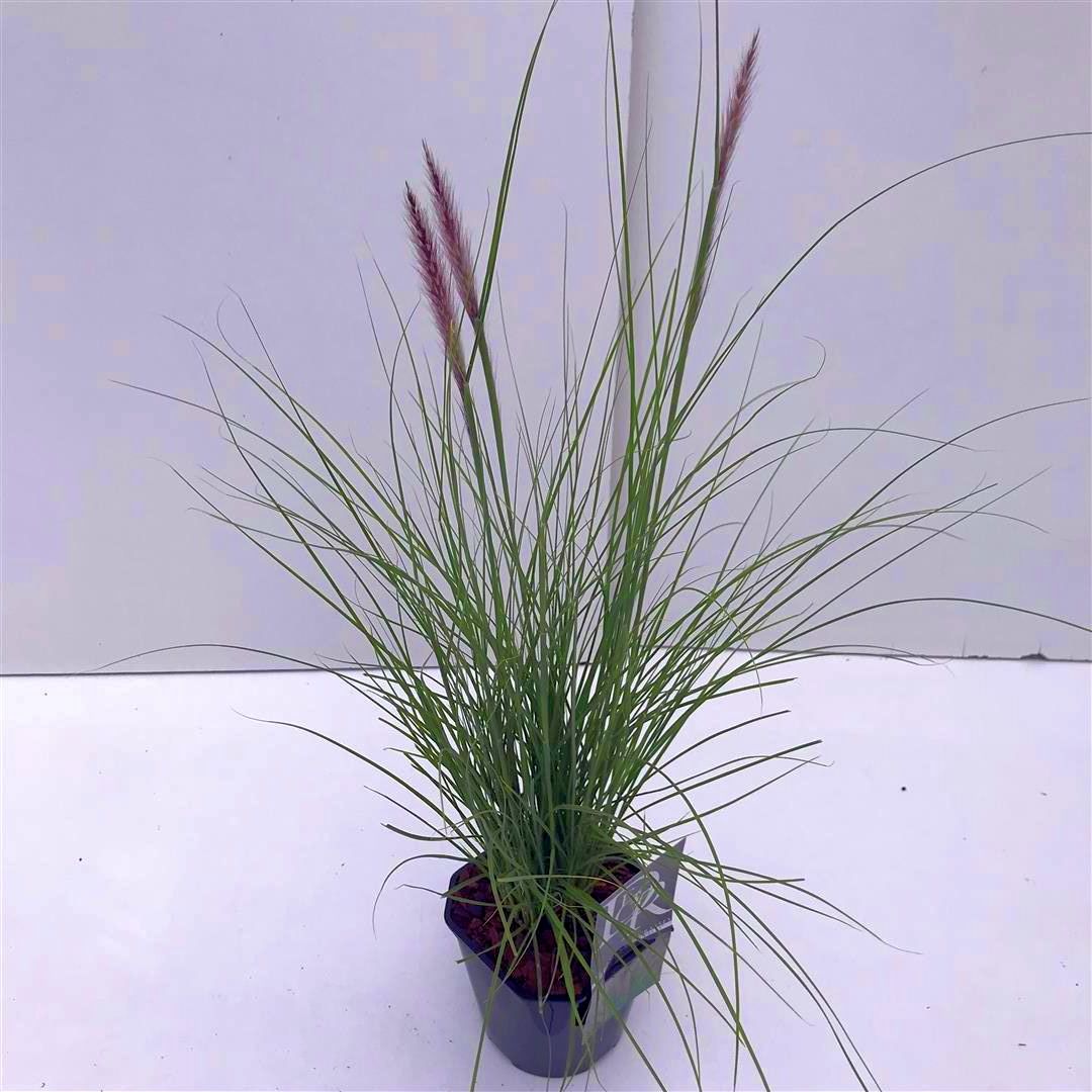Pennisetum &