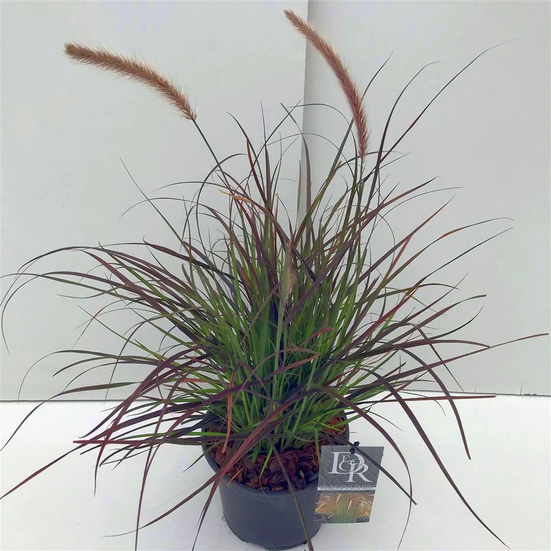Pennisetum advena &