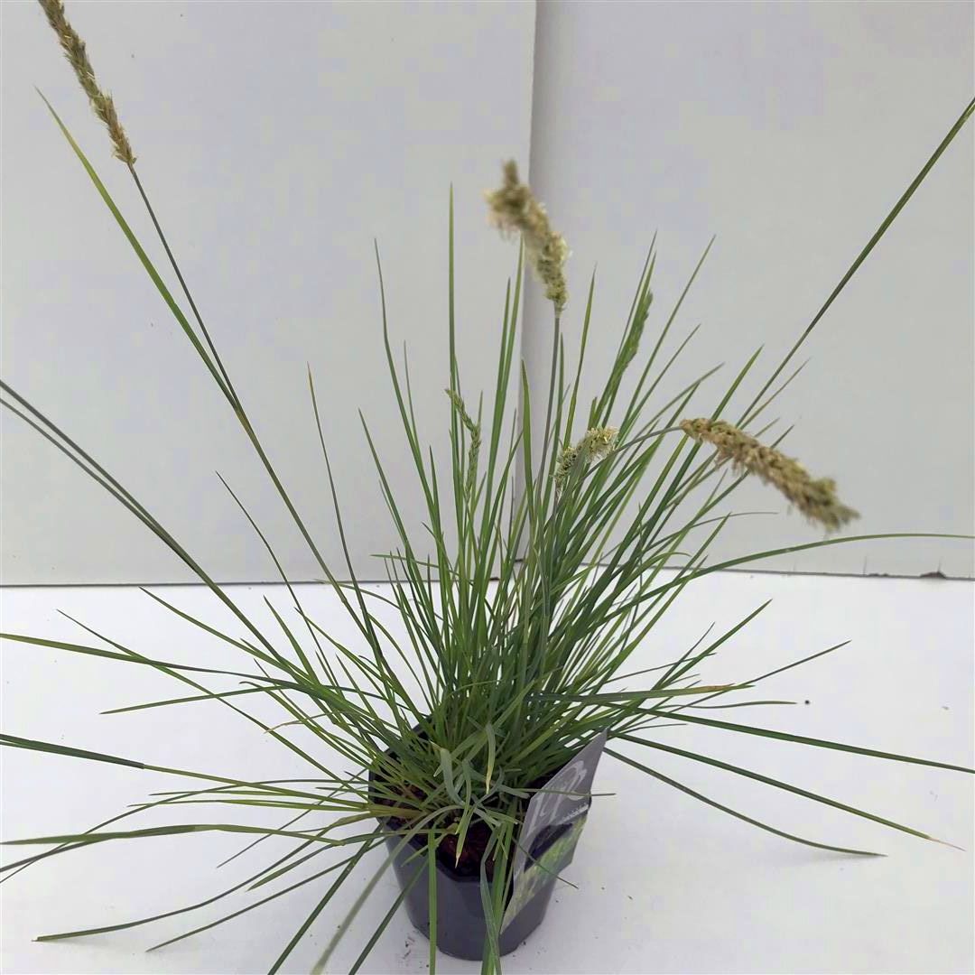 Sesleria autumnalis C2 (2 liters kruka) / 17 cm kruka