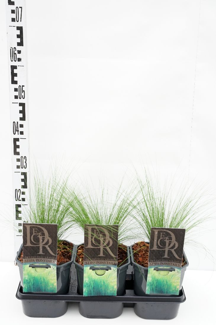 Stipa tenuissima &
