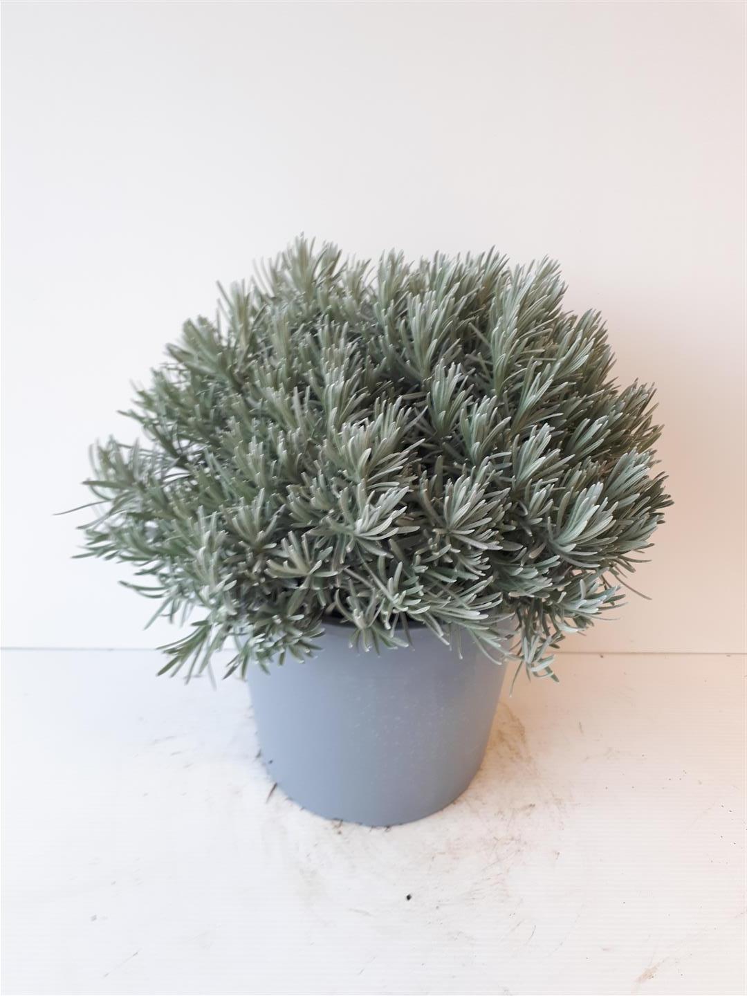 Helichrysum italicum C2,5 (2,5 liters kruka) / 18 cm kruka