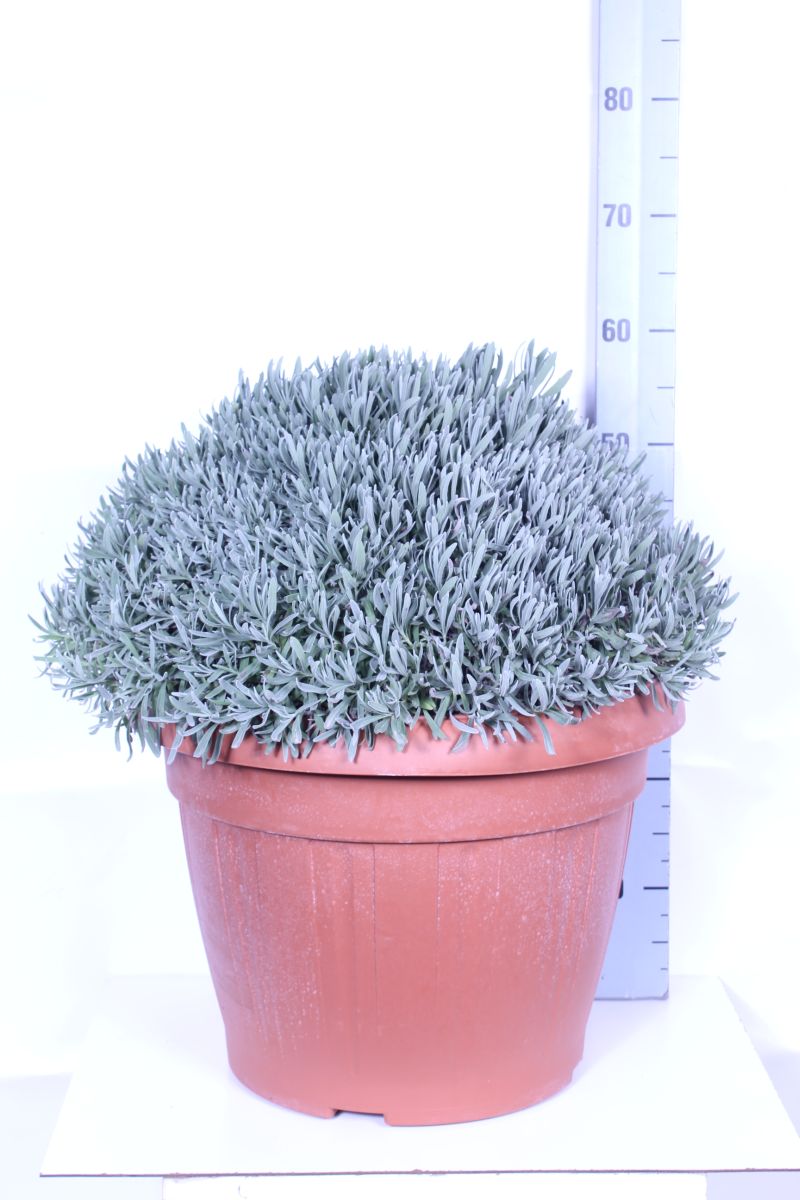 Lavandula officinalis 45 cm kruka
