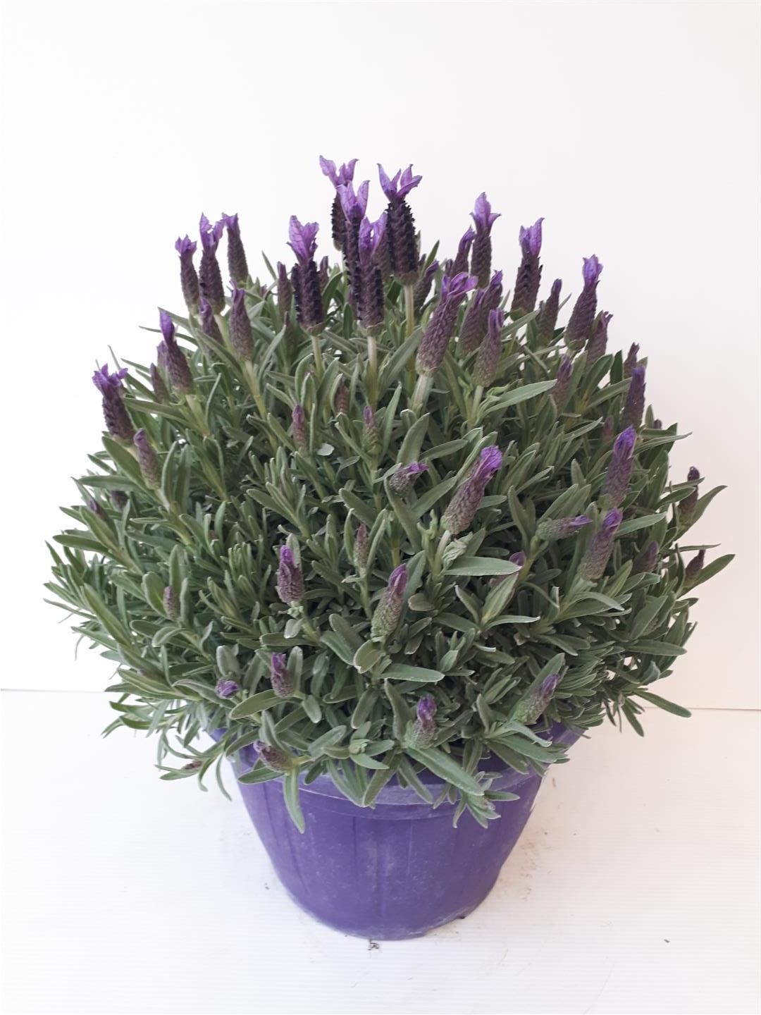 Lavandula stoechas 35 cm kruka (buske)