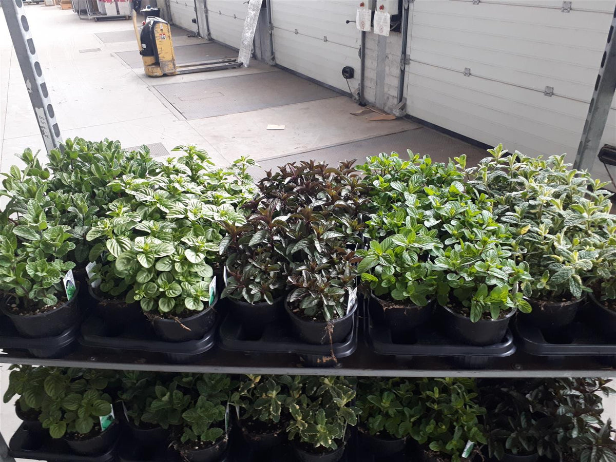 Mentha i sorter C2,5 (2,5 liters kruka) / 18 cm kruka