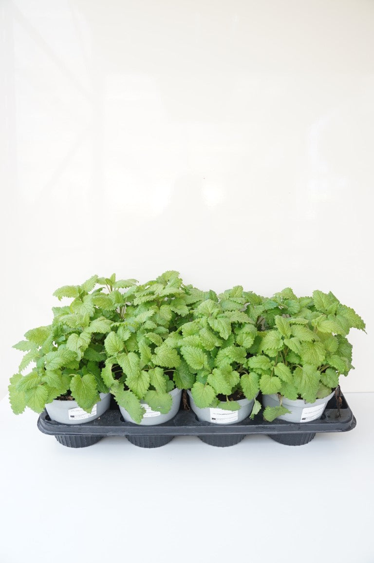 Melissa officinalis P9 (9 cm kruka)