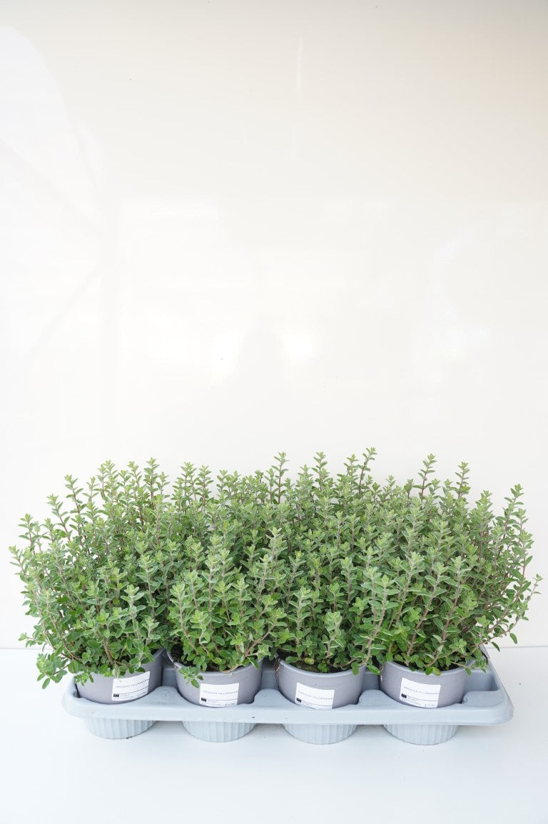 Origanum majorana C1 (1 liters kruka) / 13 cm kruka, ekologisk