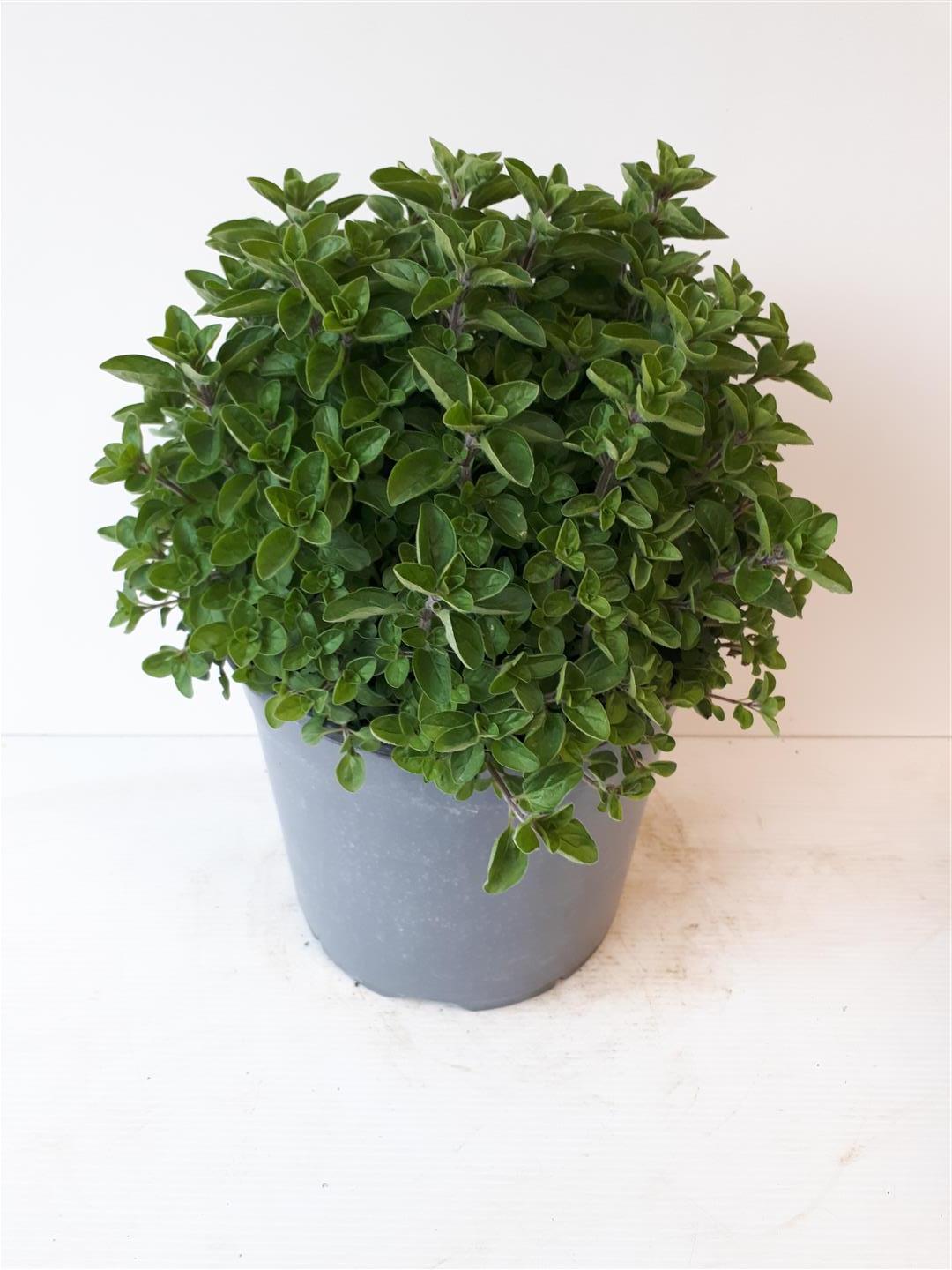 Origanum vulgare C2,5 (2,5 liters kruka / 18 cm kruka)