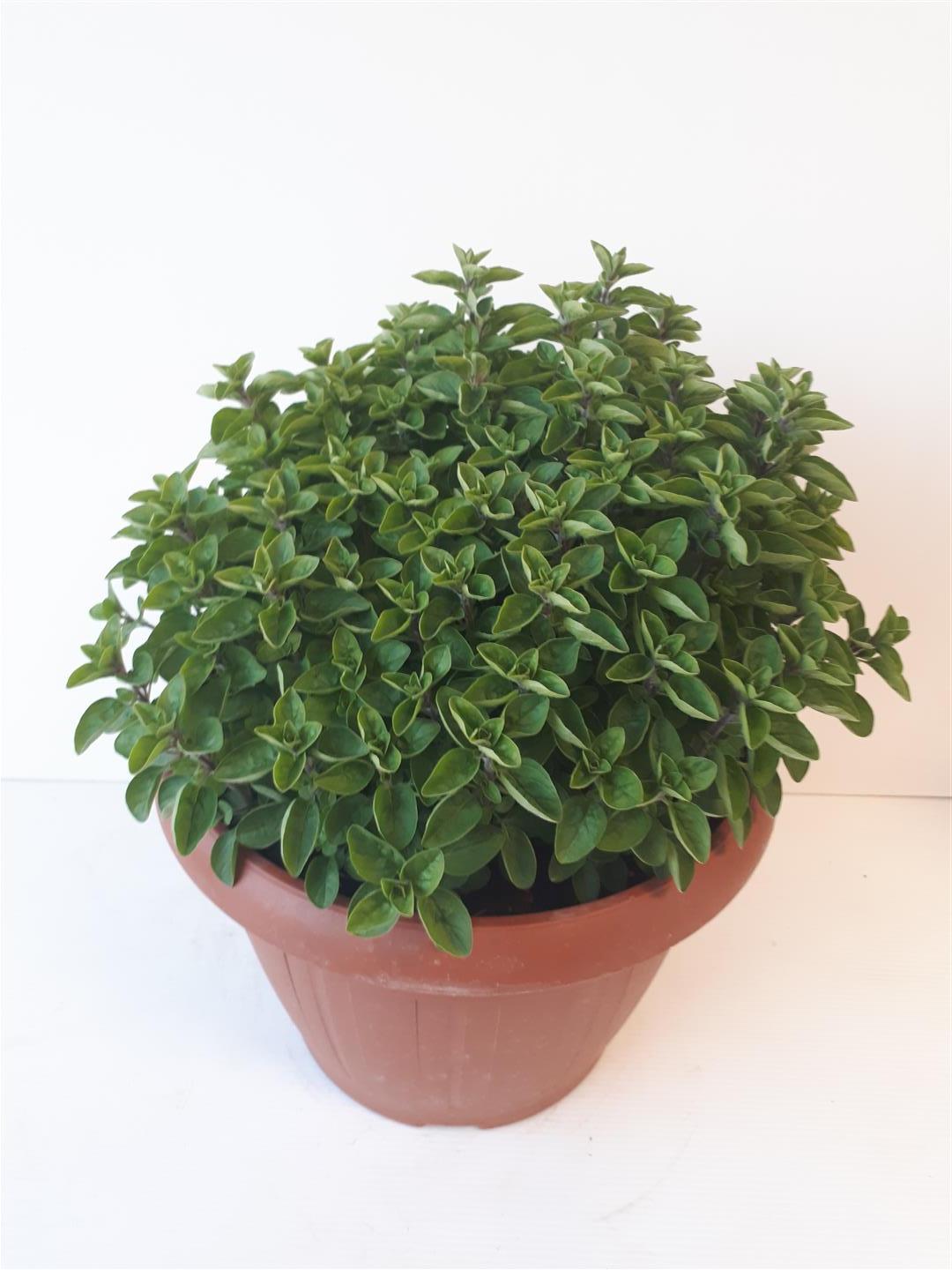 Origanum vulgare hirtum C1 (1 liters kruka) / 13 cm kruka - Ekologisk