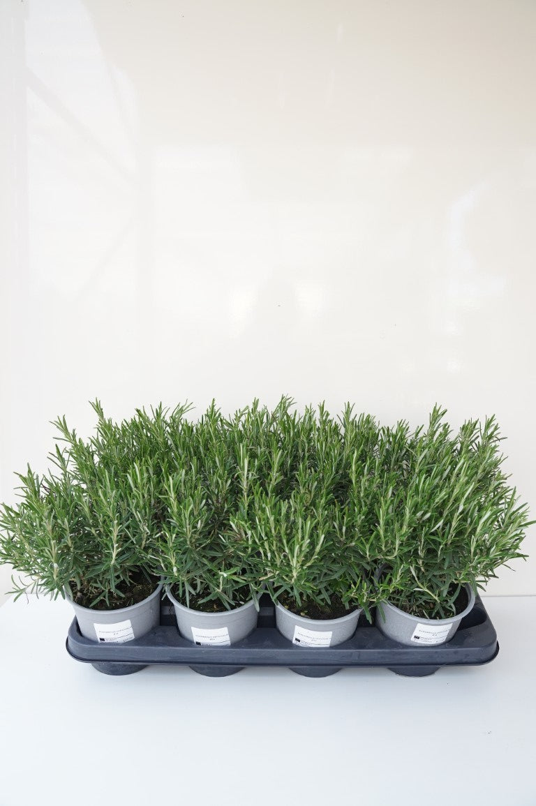 Rosmarinus officinalis C1,5 (14 cm kruka)