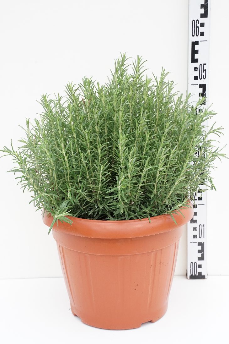 Rosmarinus officinalis 35 cm kruka, buske