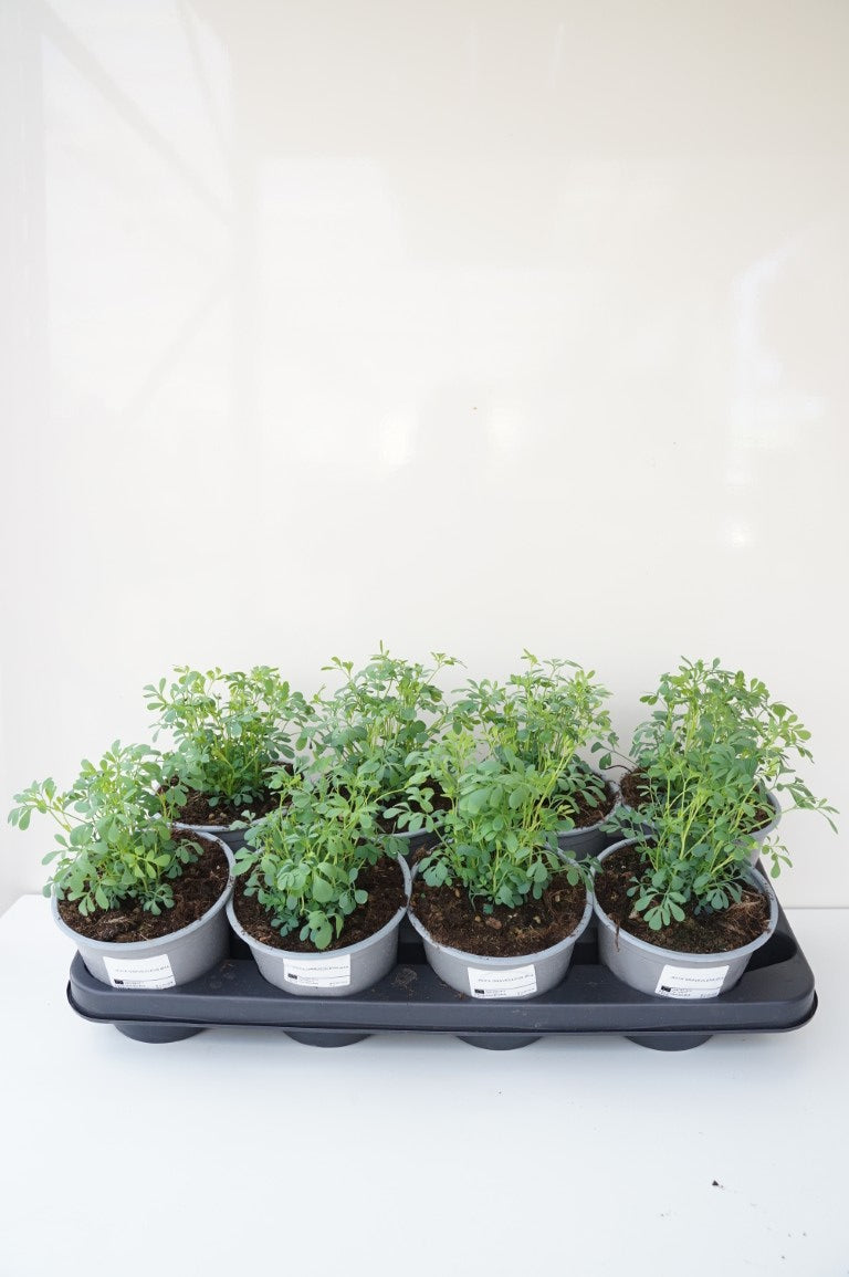 Ruta graveolens C2 (2 liters kruka) / 17 cm kruka