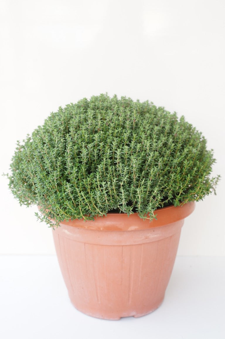Thymus vulgaris C6/P25 (6 liters kruka)