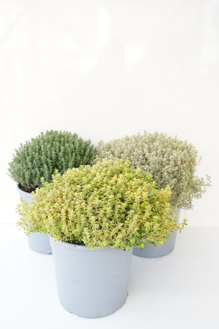 Thymus i sorter C2,5 (2,5 liters kruka / 18 cm kruka)