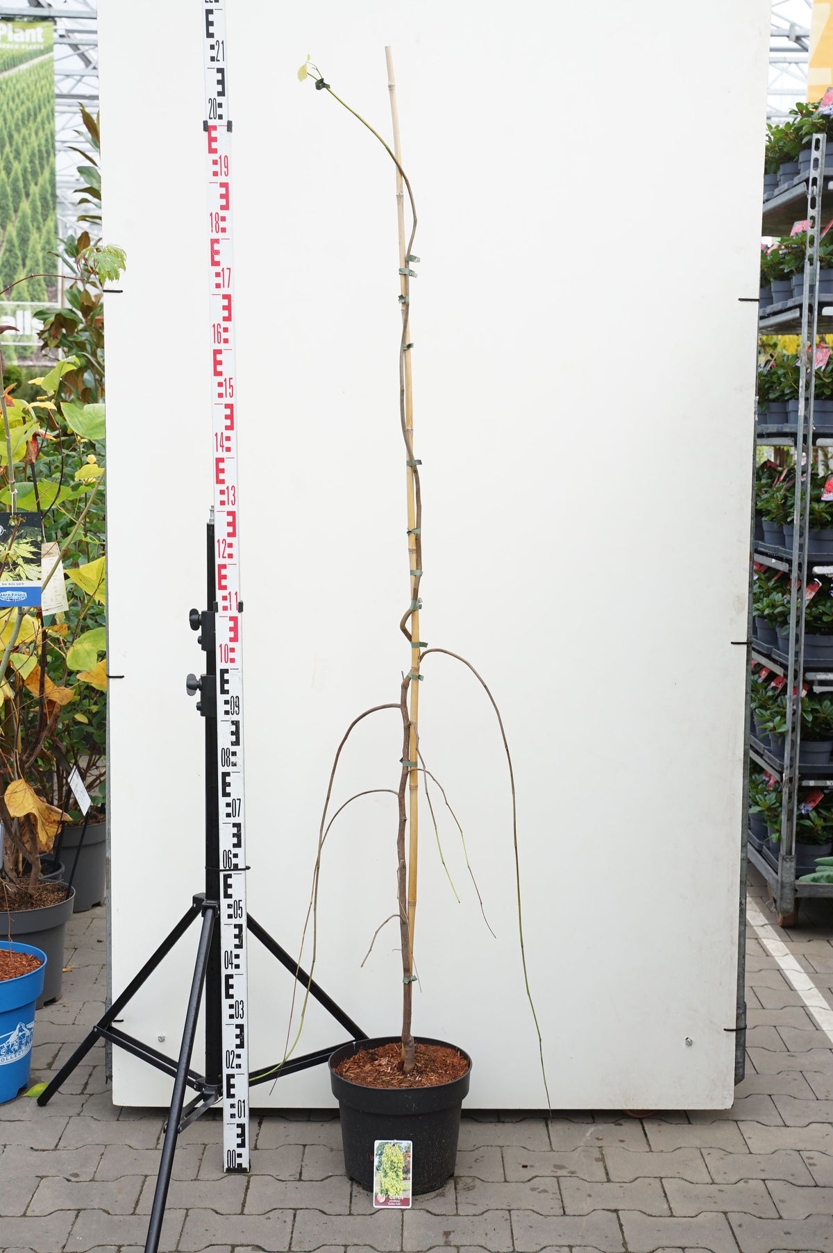 Cercis canadensis &