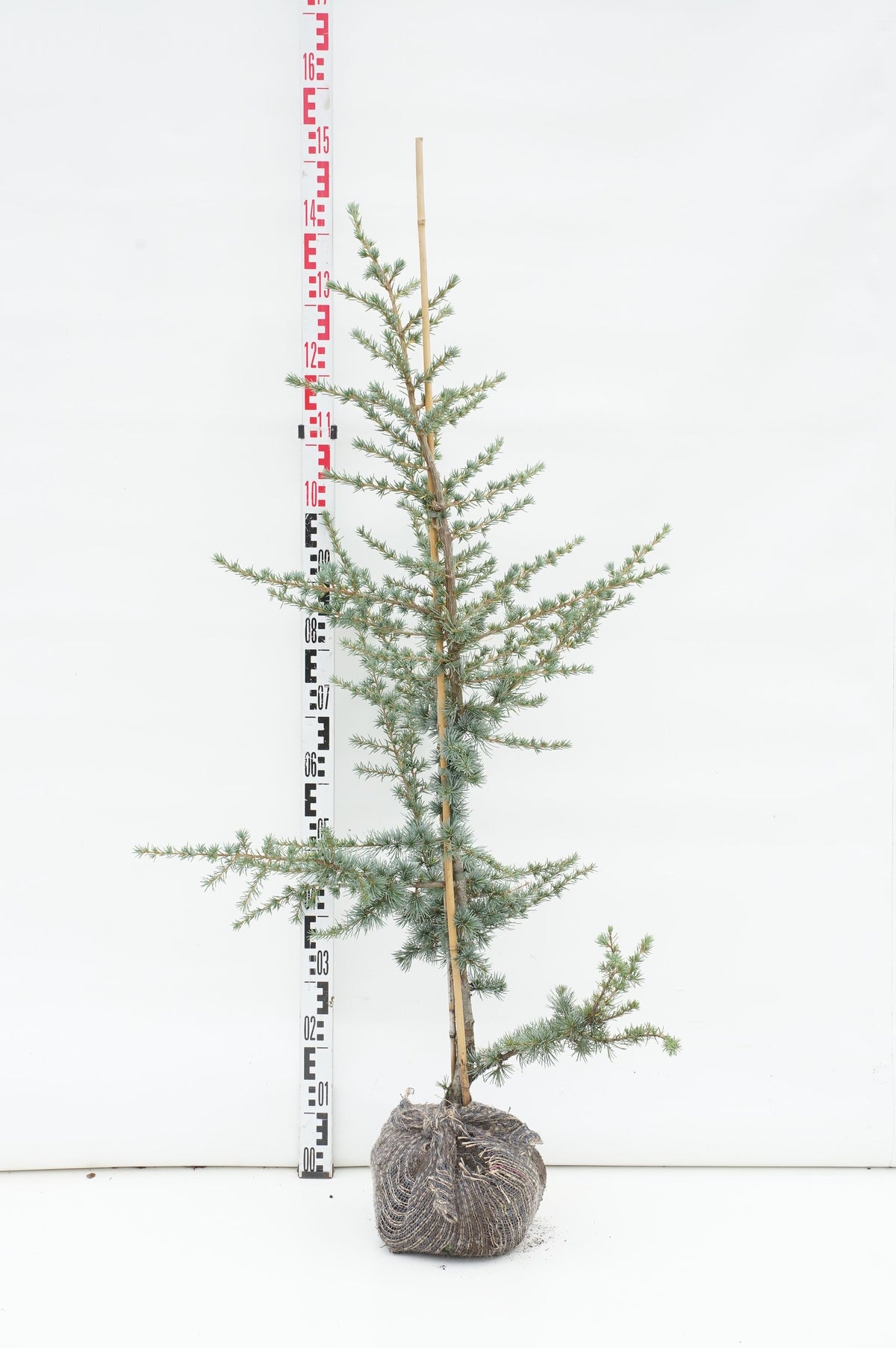 Cedrus lib. &