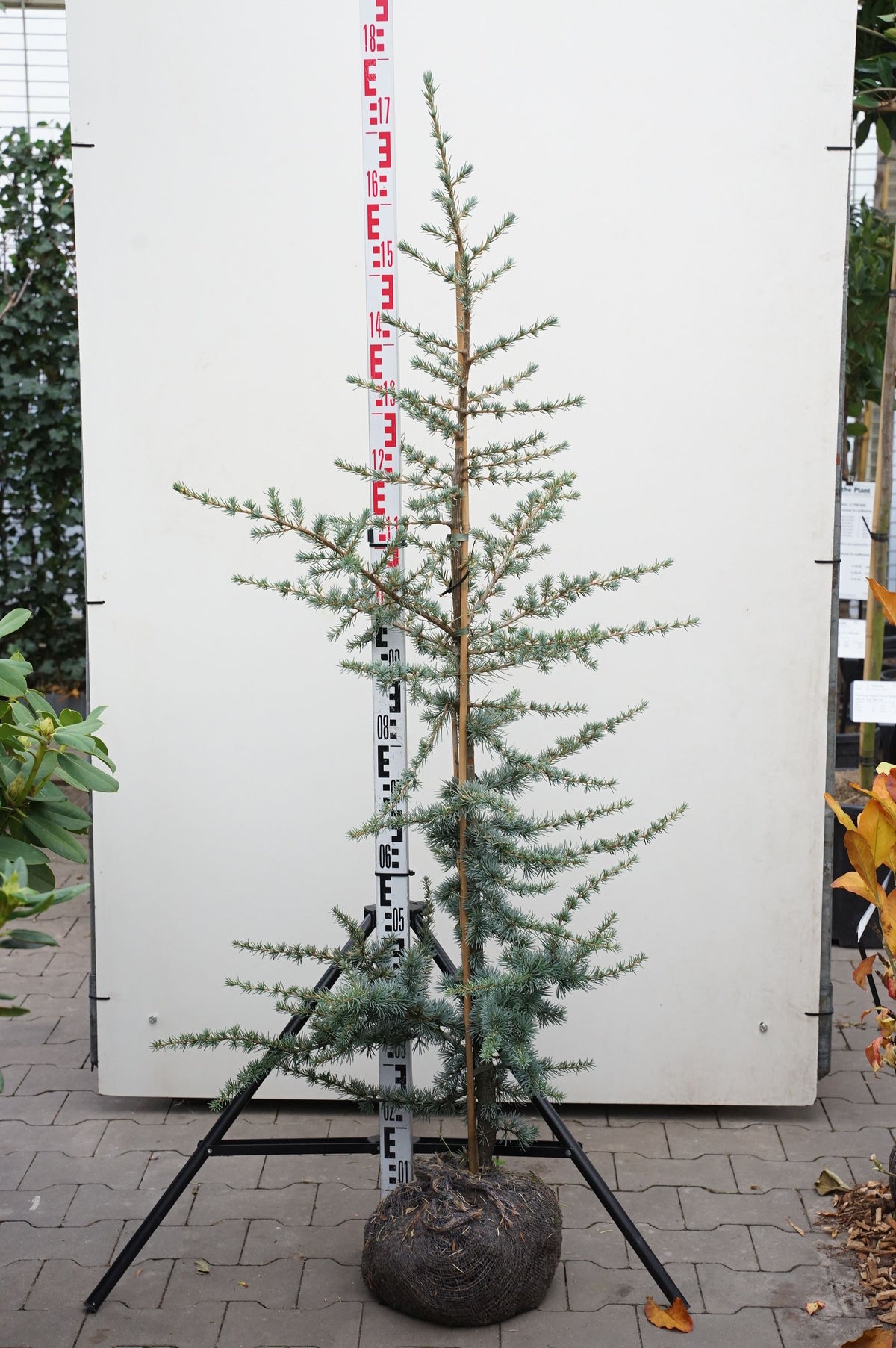 Cedrus lib. &