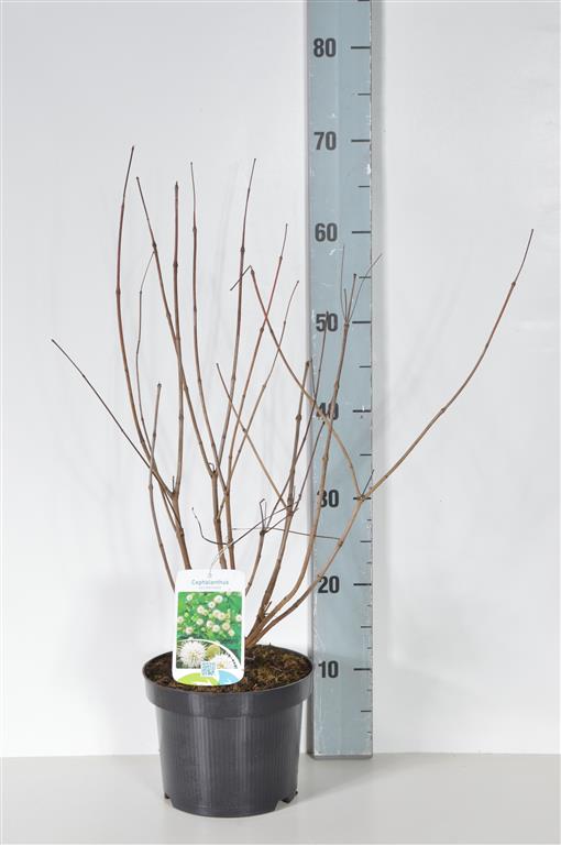 Cephalanthus occidentalis C3 (3 liters kruka) 30-40 cm