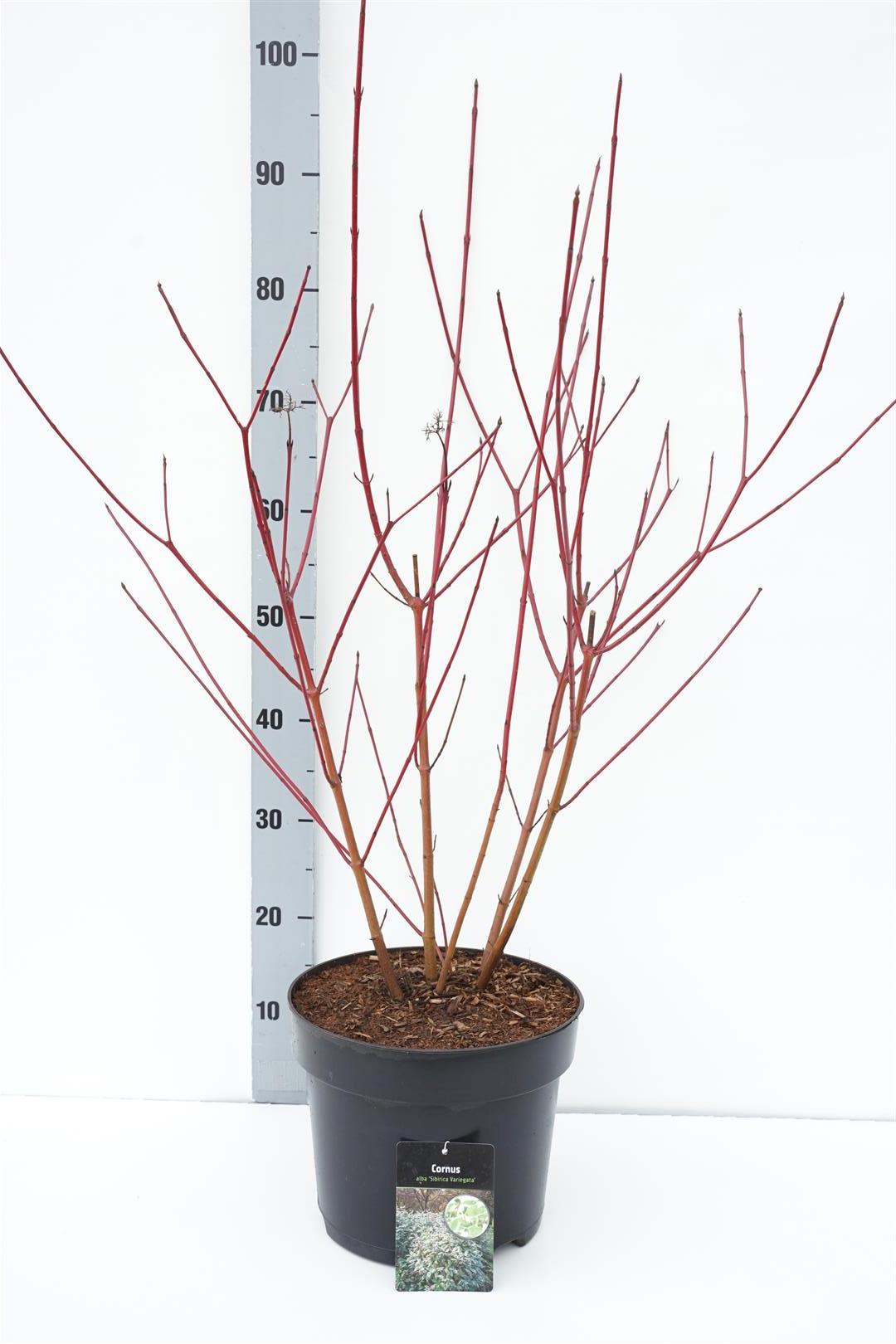 Cornus alba &
