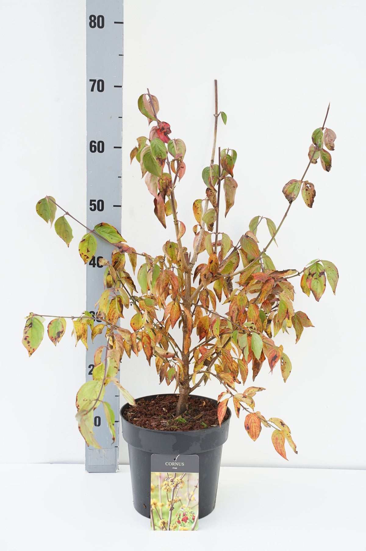 Cornus mas C3 (3 liters kruka) / 19 cm kruka 40-50 cm