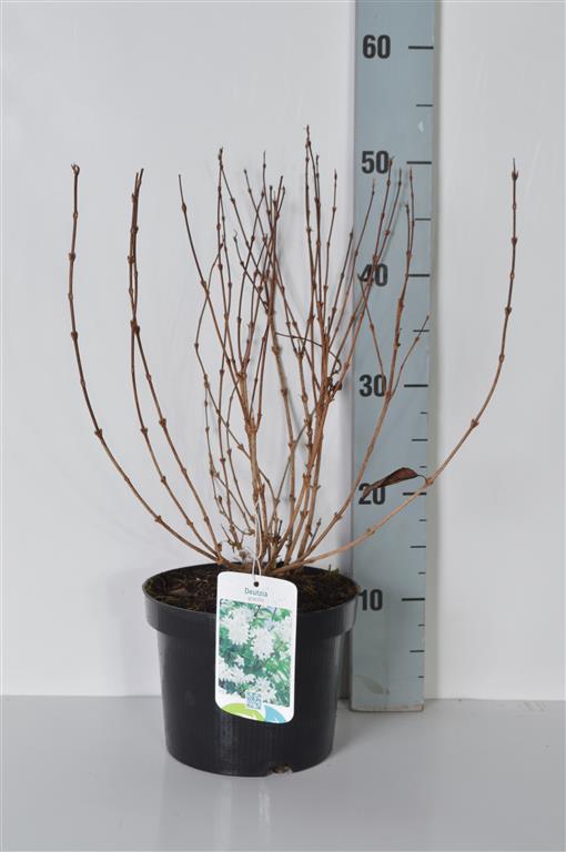 Deutzia gracilis 30-40 cm C3 (3 liters kruka)