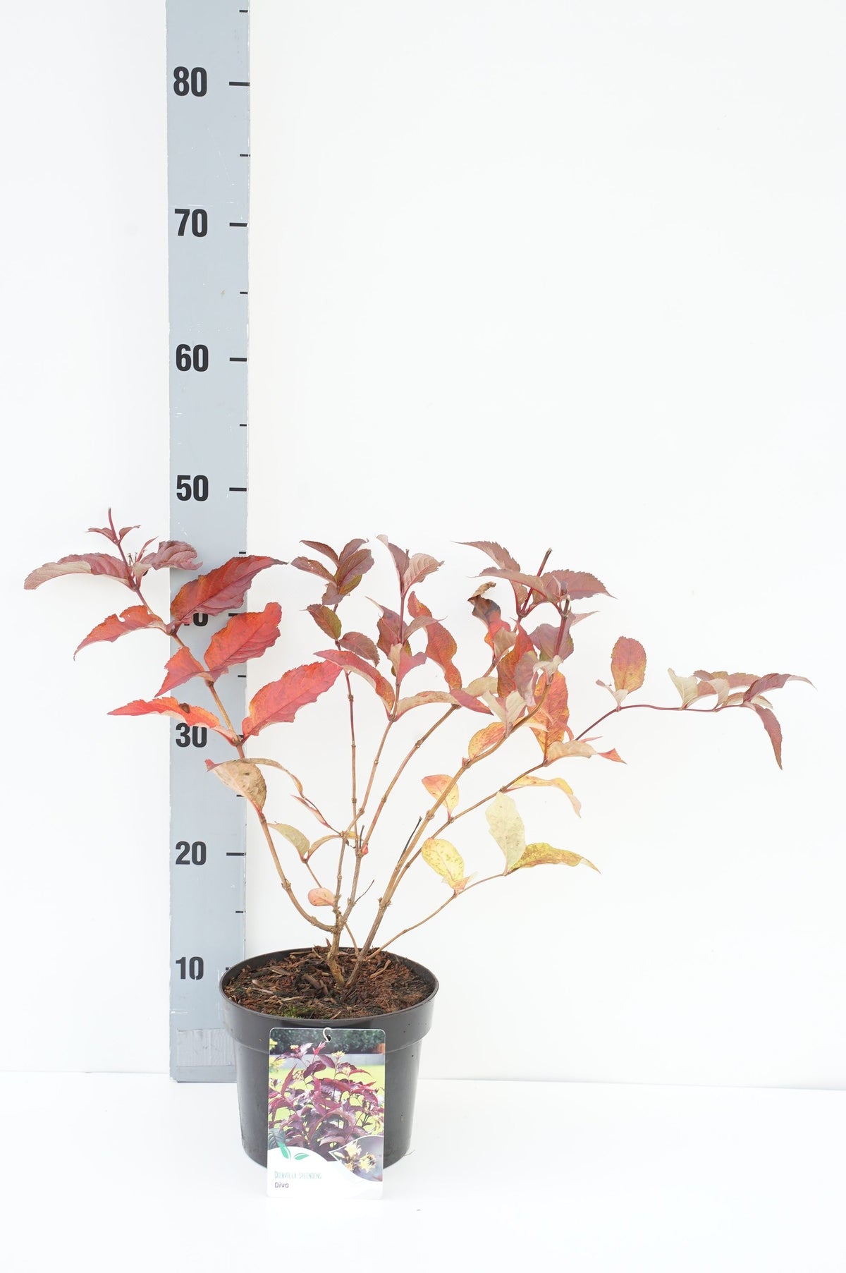 Diervilla splendens &