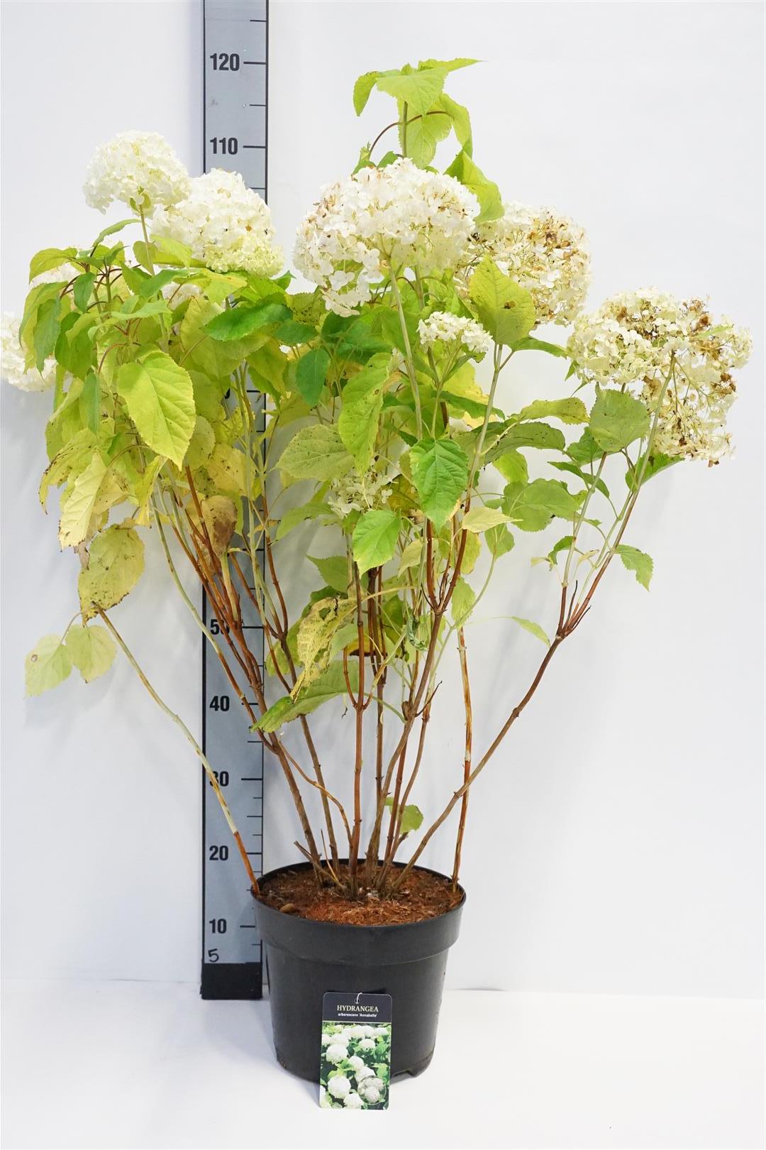Hydrangea arborescens &