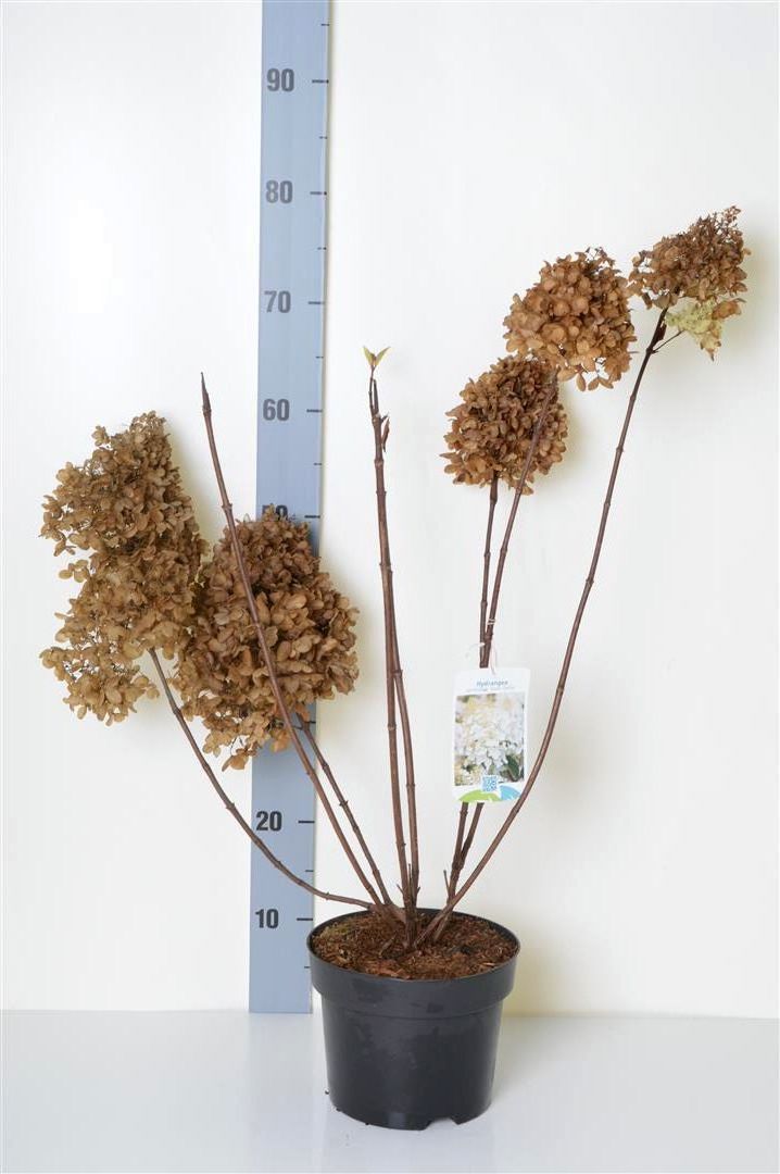 Hydrangea paniculata &