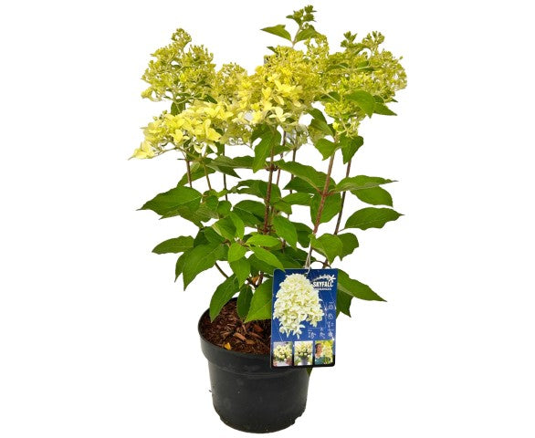 Vipphortensia Hydrangea paniculata &