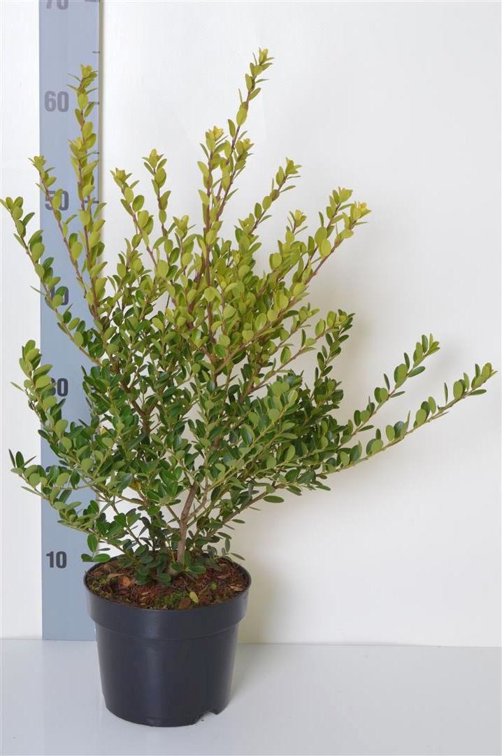 Ilex crenata &