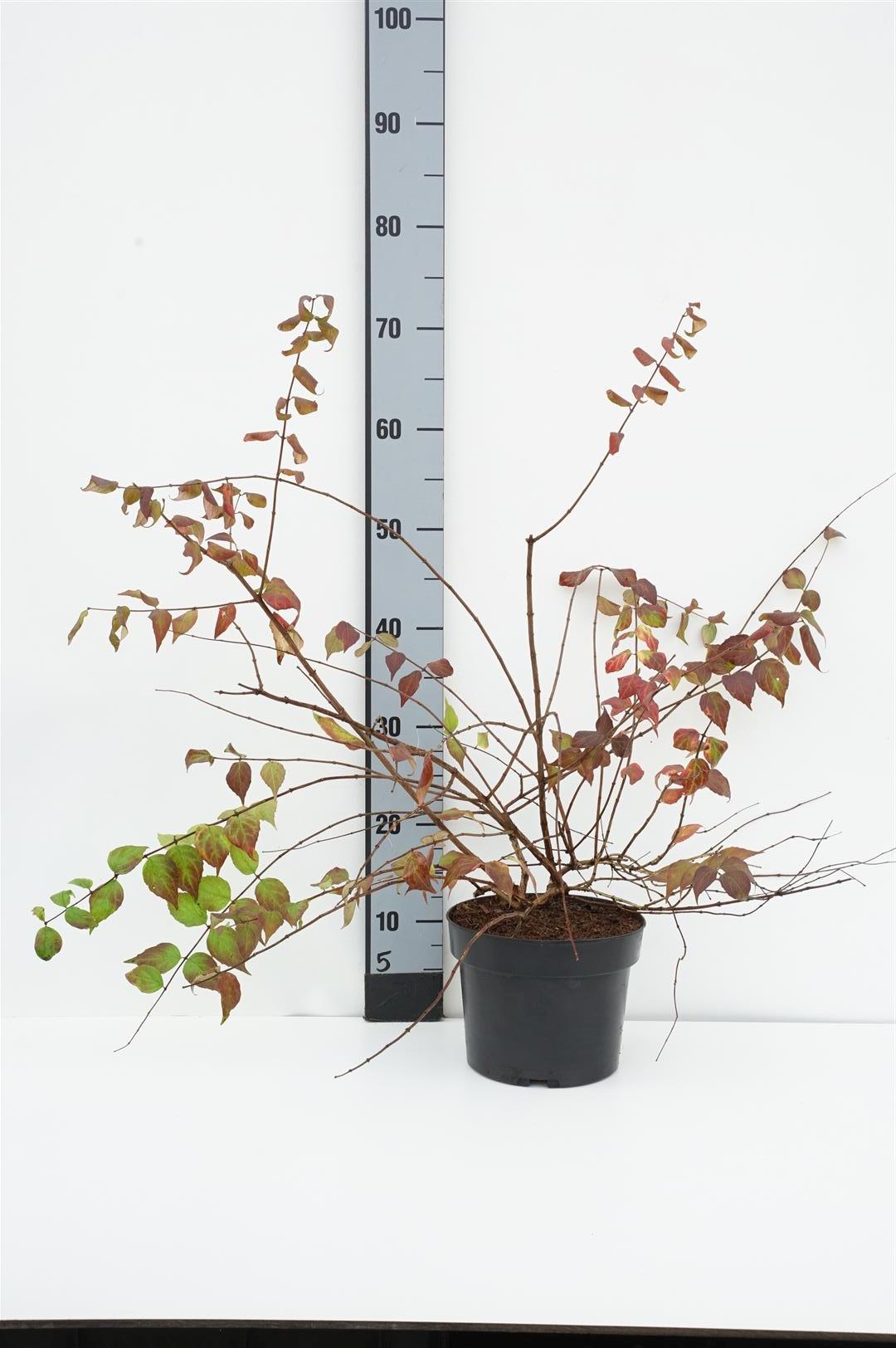 Kolkwitzia amabilis C3 (3 liters kruka) 40-50 cm