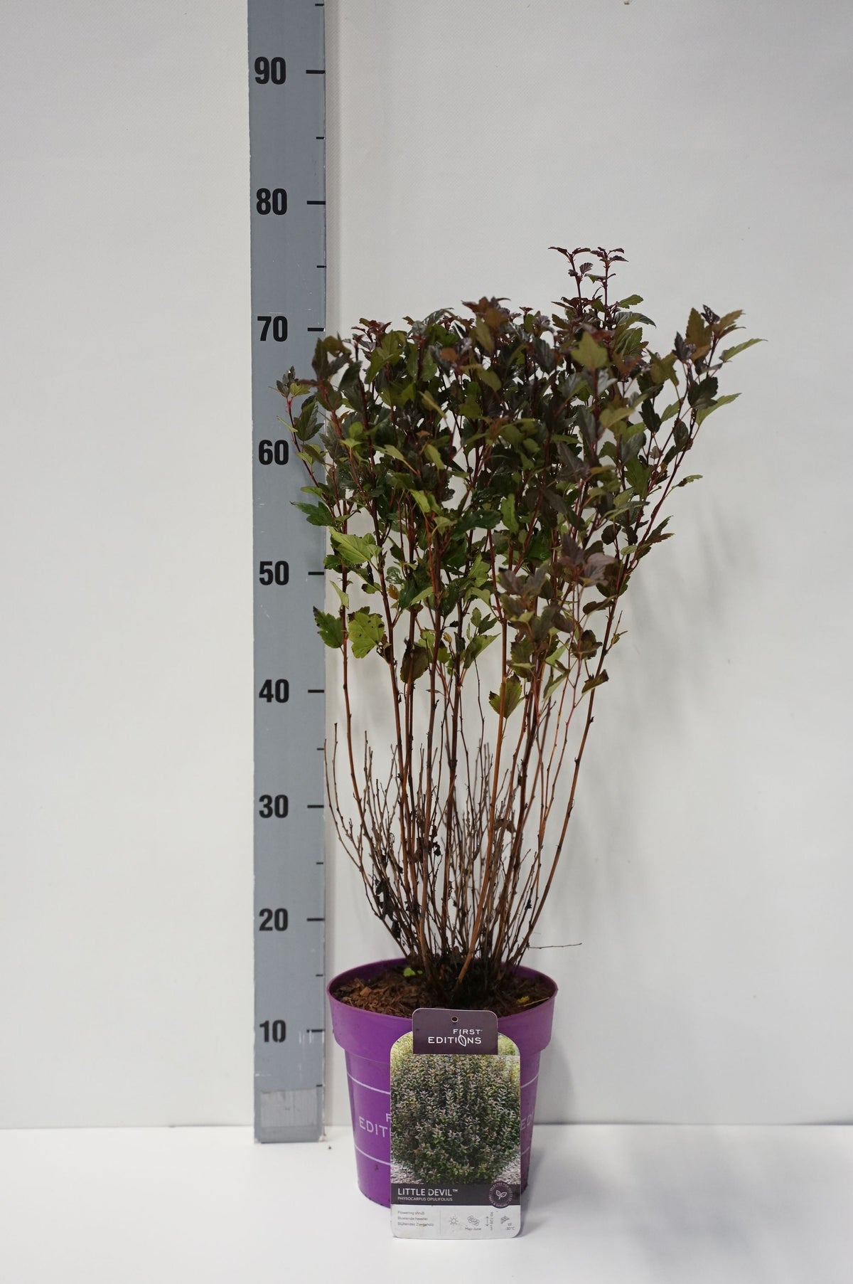 Physocarpus op. &