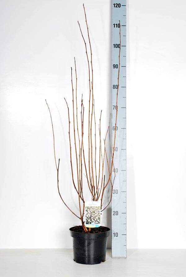 Physocarpus op. &