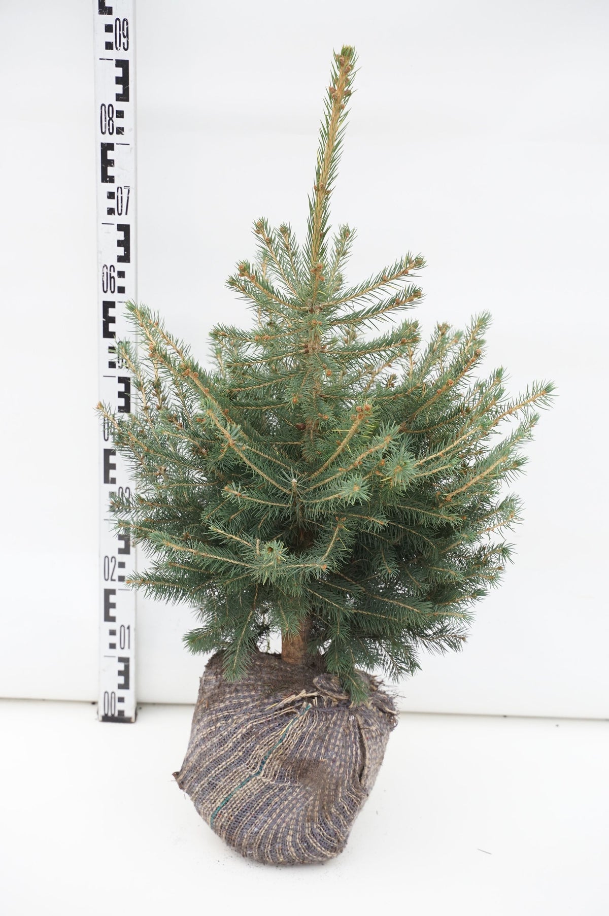 Picea pungens &