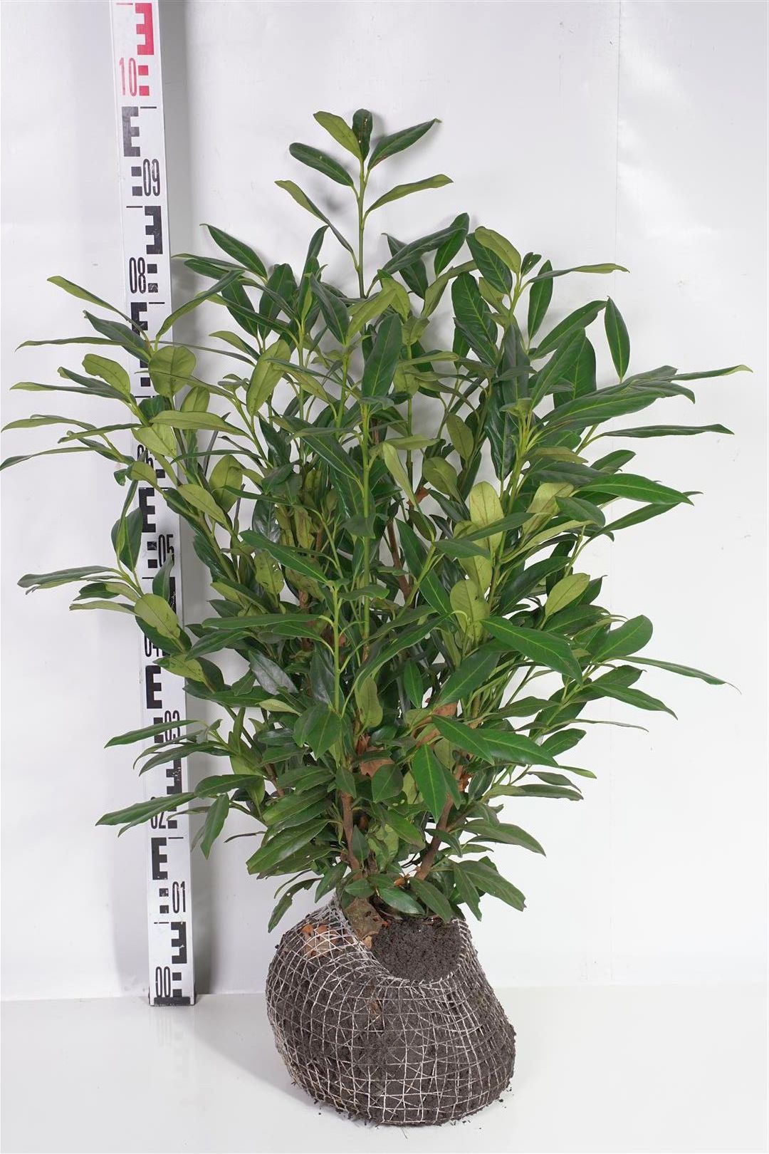 Prunus laurocerasus &