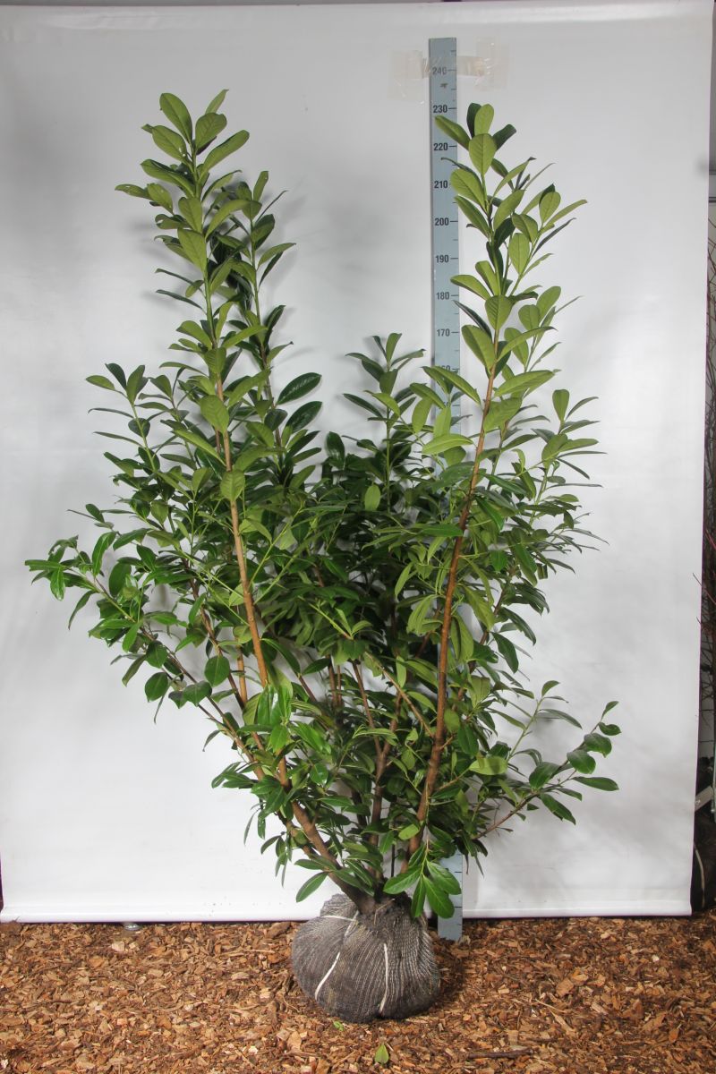 Prunus laurocerasus &
