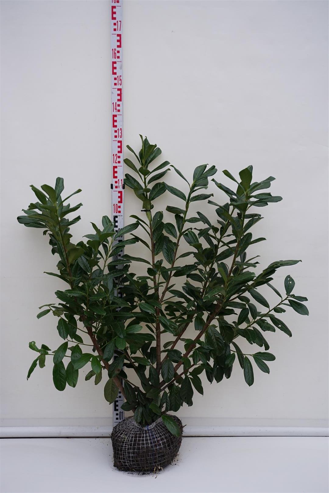 Prunus laurocerasus &
