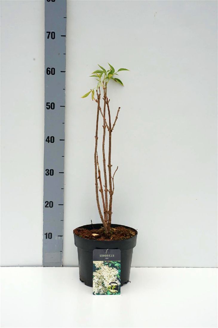 Sambucus nigra 30-40 cm | C3 (3 liters kruka)